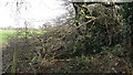 Footpath completely blocked by fallen trees