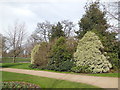 Trees in Greenwich Park