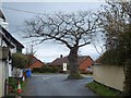 Tree at the junction, Cheriton Cross