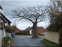 SX7792 : Tree at the junction, Cheriton Cross by David Smith