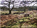 Glade with some old agricultural machinery beside Glyndwr