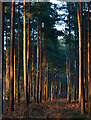 Pine woods in afternoon light, near Mortimer, Berkshire