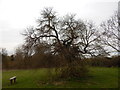 Tree with bench in Chantry Park