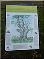 Wildlife in a Veteran tree sign