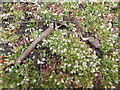 Small plants on London Road (A1124) (close up)