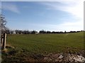 Young crop at Gallow Law in Berwickshire