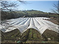 Polytunnels for soft fruit