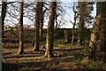 Old pit by the A153 between Dovendale and Maltby