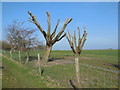 Cut back trees south of Arlington Reservoir