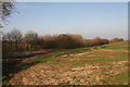 Belt Plantation, where it meets the Bluestone Heath Road