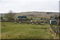 Sheep vacating a field