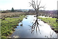 Dead Tree at Parton Mill Bridge