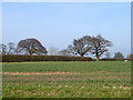 Trees by Church Lane