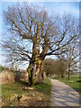 Veteran tree in Bushy Park