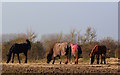 SU6268 : Ponies posing on poached paddock, Ufton Green, Berkshire by Edmund Shaw