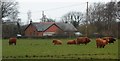 Highland Cattle in Lowland Lancashire