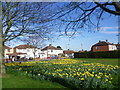 TQ4876 : Daffodils in Bexleyheath by Marathon