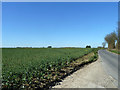 Oil seed rape by Parsonage Lane