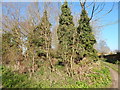 Ivy covered trees in Orford