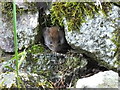NH5422 : "Anyone out there?" - Bank vole by sylvia duckworth