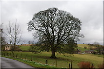 NY5442 : A fine tree in Staffield by Bill Boaden
