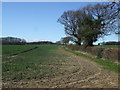 Crop field and hedgerow