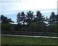 Woodland beside the A57