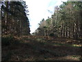 Fire break and power lines, Forest Cottages Plantation