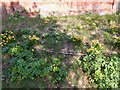 Daffodils opposite Orford Castle park