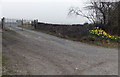 Daffodils at the entrance to Neath Pony Club, Fforest Goch