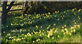 Daffodils on the slopes near Moulsford, Oxfordshire