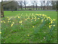 Daffodils on Weston Green