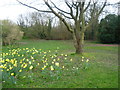 Daffodils on Weston Green