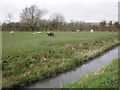 Grazing sheep, Fletcher