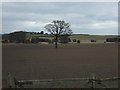 Lone tree in farmland