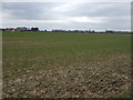 Crop field towards Hall Leys Farm