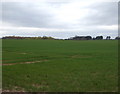 Crop field, Ratcliffe Grange Farm