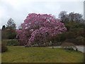 The champion Magnolia Campbellii at Lukesland