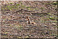 NY5443 : Red squirrel near Springfield by Bill Boaden