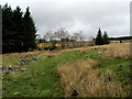 Clearing in Gisburn Forest