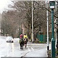 Two horses on Mottram Road