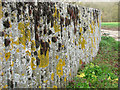 Mosses and lichens on corrugated concrete wall