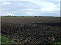 TF3956 : Ploughed field, New Leake by JThomas
