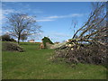 Fallen Beech at Dunglass Mains Home Farm