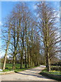 Tree lined driveway to Wing Hall