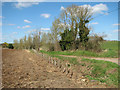 New hedge beside Foxes Lane