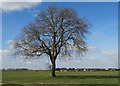 Tree with view to the Oxcroft Estate