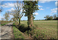 Trees beside unnamed lane