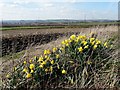 Daffodils north of Woodside, Shuttlewood