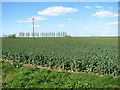 Oilseed rape crop by St James